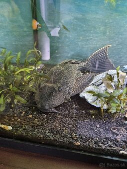 Predam Prísavník veľkoplutvý - Glyptoperichthys gibbiceps - 2
