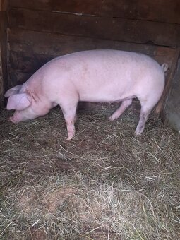 Dobri ďeň - 2