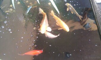 Koi Kapre Jazierkove - 2