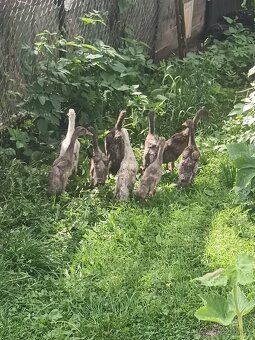 Indické bezce a kohúty vlaskej jarabicej - 2