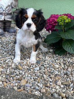 Cavalier King Charles španiel - 2