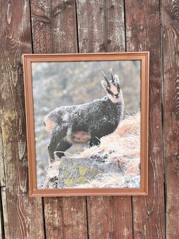 Živé Obrazy - Fotografia na platne - 2