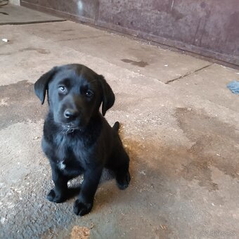 Labrador - 2