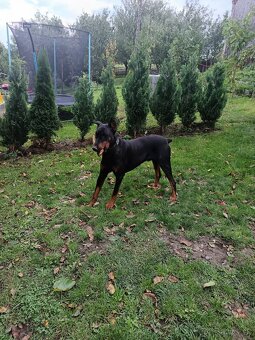 Predám dobermana - 2