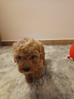 Toy Pudel chalpec - 2
