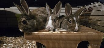 Zakrslý králik - 2