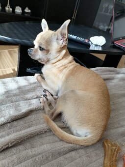 Čivava kratkosrsta - 2