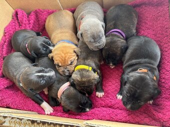 Americký stafordsirsky terier, Stafford, amstaf - 2