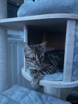 Bengalská mačka - 2