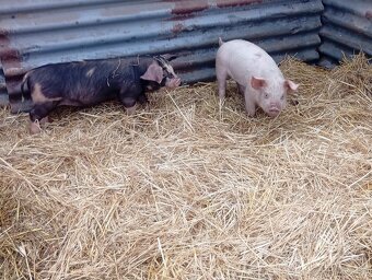 Predám odstavčata 20-25kg - 2