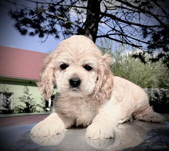 americký kokeršpaniel - 2