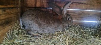 Predam samca belgický obor - 2