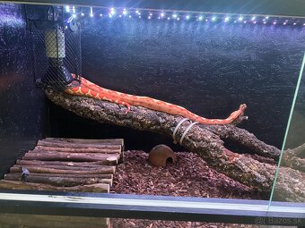 Veľhad kráľovský - 2