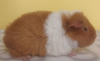 Morča-US -Teddy - 2