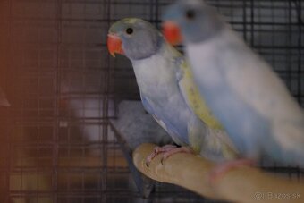 Alexander malý straky páry - 2