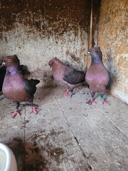 Darujem holubov poštových - 2