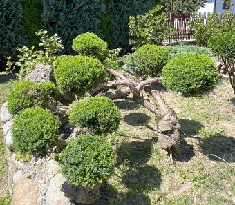🌿 Profesionálne záhradnícke služby / Záhradník🌿 - 2