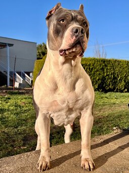 AMERICAN BULLY XL s PP - 2