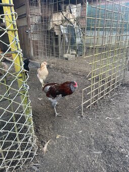 Araucana kohút - 2
