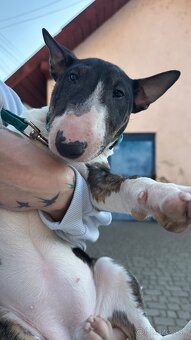 Mini bullterrier - Košice - 2