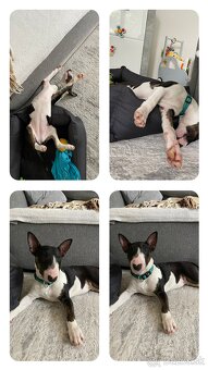 Mini bullterrier - Košice - 2