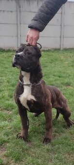 American bully - 2