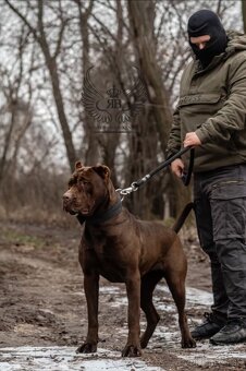Americky bandog / Bandog - 2