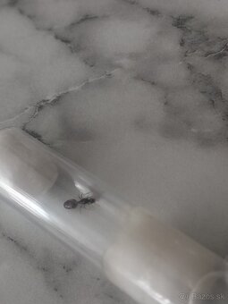 Kráľovna Solenopsis fugax - 2