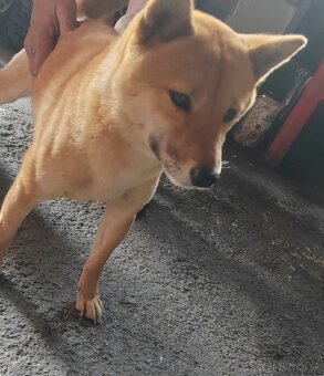 SHIBA INU - 2