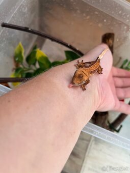 Pagekon riasnaty (correlophus ciliatus) - 2