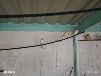 Kanarik žltý achat , žlto zelený - 2