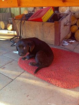 Predám 8-týždnové šteniatka 1 za 20€ - 2