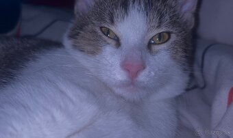 Darujem kocúrika - 2