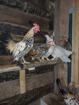 Kohúty milflerky - 2