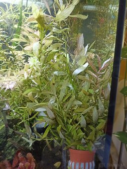 Rastliny do akvaria - 2