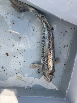 Japonské Koi kapre - 2