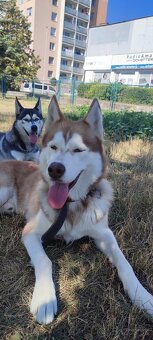 Ponúkam huskyho na krytie - 2