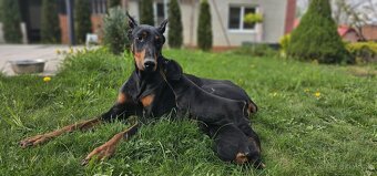 Doberman - 2