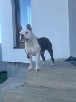 american bully pocket - 2