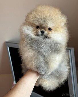 Pomeranian mini - 2