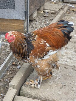 Predám kohútov Brahmanky porcelánovej - 2