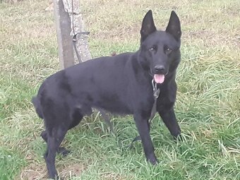 nemecký ovčiak - 2