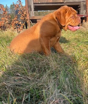 Dogue de Bordeaux s PP holčička Bordeauxská doga - 2
