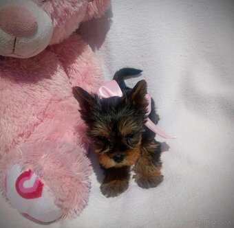yorkshire terrier mini - 2