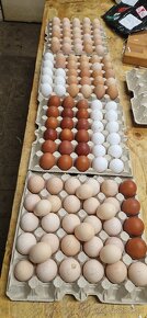 Nasadove vajcia - 2