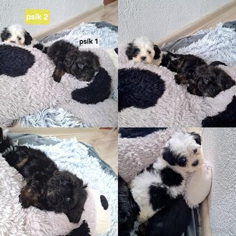 Shih-Poo - 2