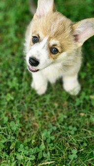 Welsh Corgi Pembroke - 2