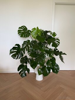 Monstera - 2