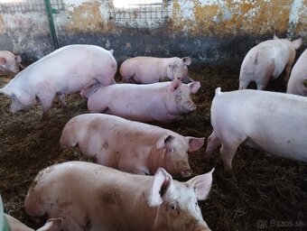 🐖 Predám jatočné prasatá – zdravé a dobre živené - 2