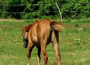 Quarter Horse 1,5 ročná kobylka - 2